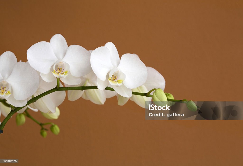Weiße Orchidee - Lizenzfrei Ast - Pflanzenbestandteil Stock-Foto