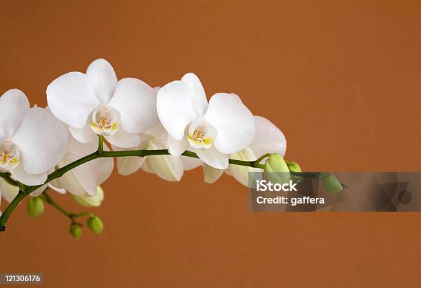 Weiße Orchidee Stockfoto und mehr Bilder von Ast - Pflanzenbestandteil - Ast - Pflanzenbestandteil, Blume, Blumenmuster