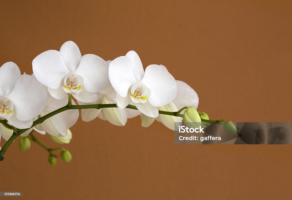 Blanc, Orchidée - Photo de Beauté de la nature libre de droits