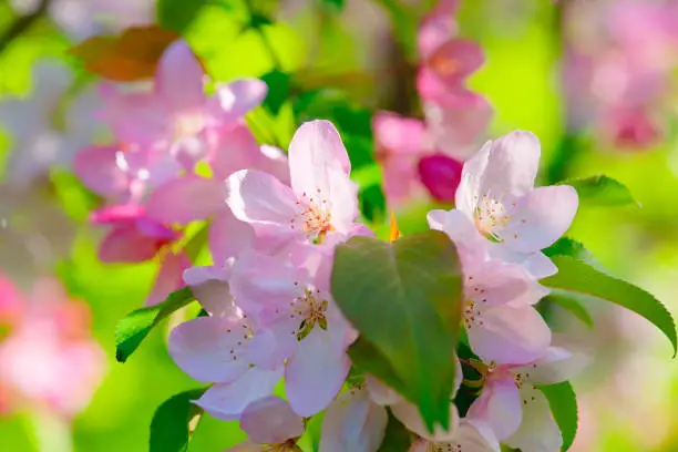 Pink crab apple flowers. Green leaves of a tree, soft background, bright sunshine. Floral beauty of the spring season in the garden.
