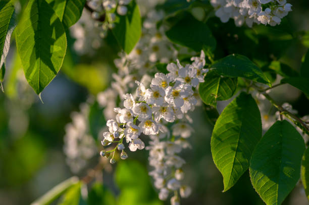 istock Prunus padus white flowering bird cherry hackberry tree, hagberry mayday tree in bloom, ornamental park flowers on branches 1213064009