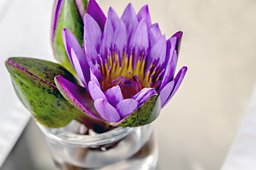 Water lily flowers white background. Magic Lotus flower Health care and Ayurveda product yoga center.