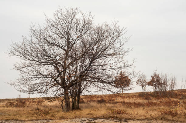 istock Autumn landscape closeup 1213065028