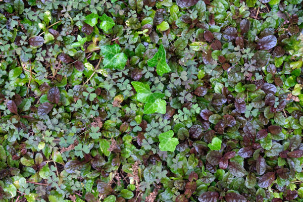 istock Natural green floral background. 1213065062