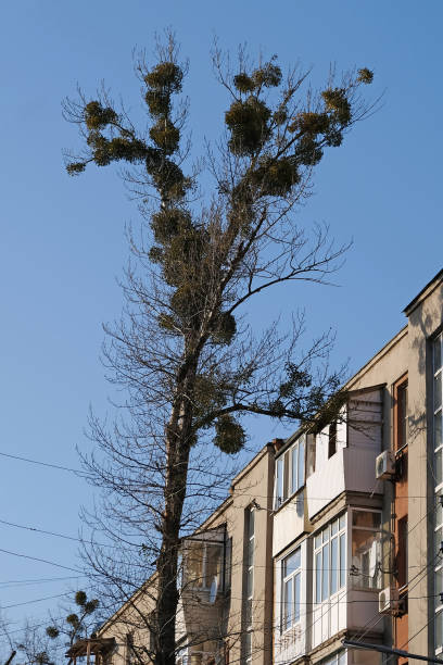 istock Mistletoe on a tree on a city street. 1213065342