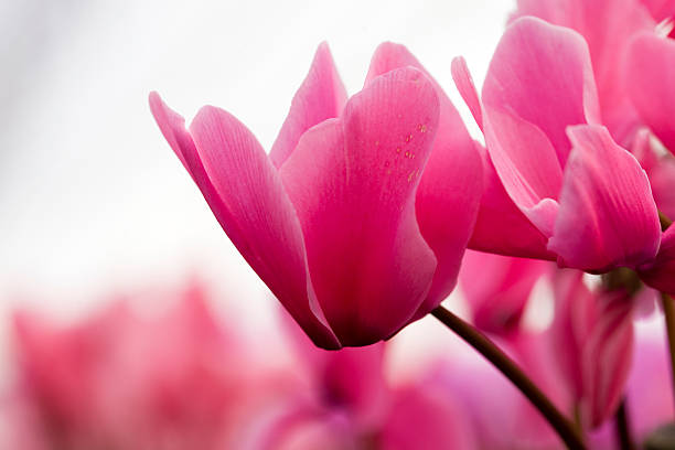 pink cyclamen  cyclamen stock pictures, royalty-free photos & images