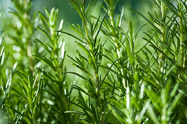Close up image of rosemary growing in a garden close-up of fresh rosemary herb stock pictures, royalty-free photos & images