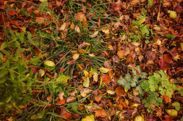 istock Autumn background texture. Fall leaves in green grass 1213066369