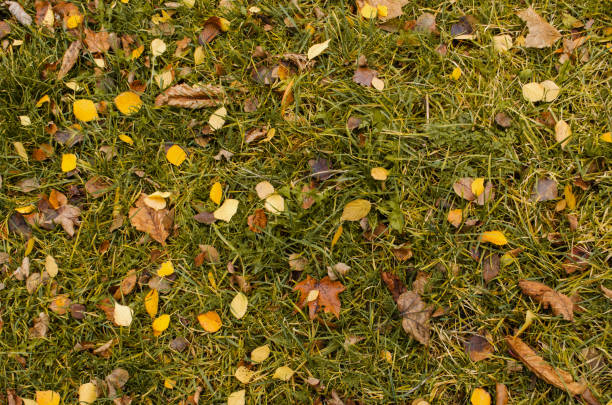 istock Autumn background texture. Fall leaves in green grass 1213066489