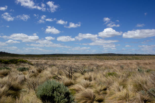 płaski krajobraz użytków zielonych z białymi chmurami, great ocean road, australia - flat vanishing point distant mid distance zdjęcia i obrazy z banku zdjęć