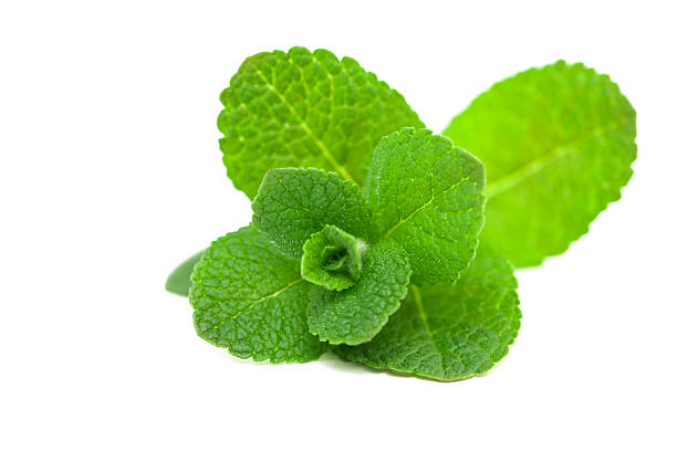 A picture of a green leaf mint