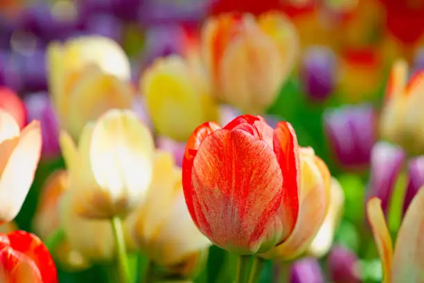 Colorful tulip flowers on a flowerbed on a sunny day of the spring season. Play of light and shadows on petals. Positive floral dÃ©cor or background for your project.