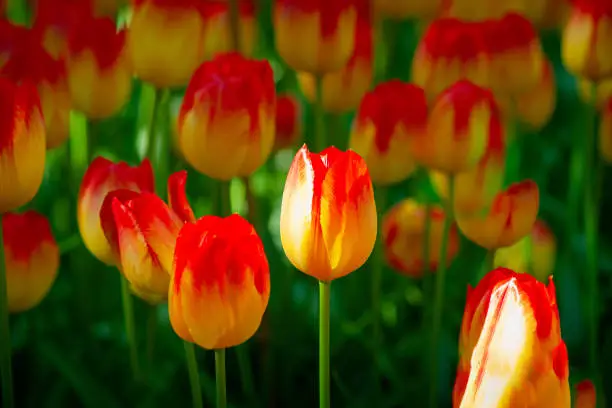 Colorful tulip flowers on a flowerbed on a sunny day of the spring season. Play of light and shadows on petals. Positive floral dÃ©cor or background for your project.
