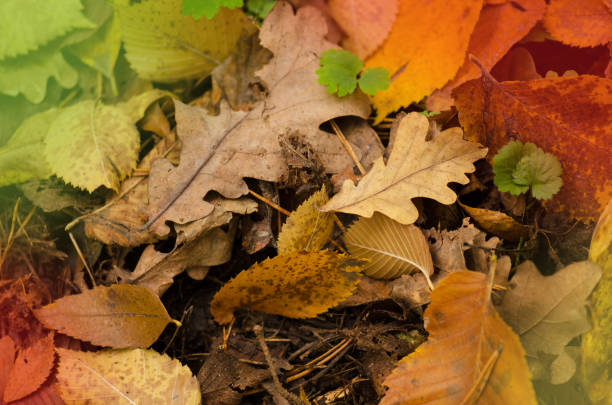 istock Autumn natural background  texture with colorful  leaves 1213070707