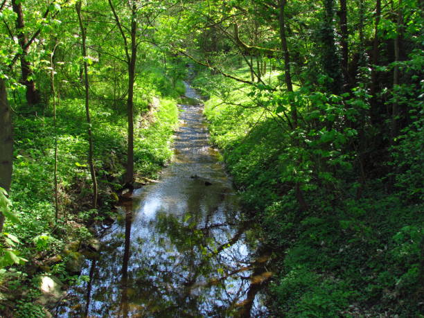 istock Small mountain stream in the forest, illuminated by the afternoon sun, reflection of trees on water surface 1213070848