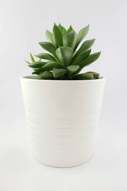 istock Succulent in a large white flower pot 1213074244