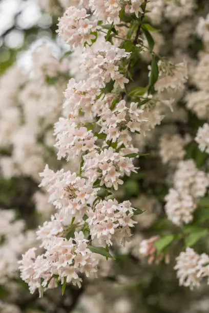 Photo of Kolkwitzia amabilis, beauty bush. Academic Fomin University Botanical Garden to take a walk.