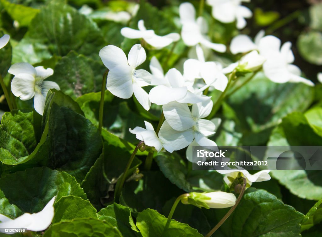 Flor Violeta Blanca En Primavera Florecer Al Aire Libre En La Naturaleza Macro Toma De Flor Violeta Foto de stock y más banco de imágenes de Belleza - iStock Flor Violeta Blanca En Primavera Florecer Al Aire Libre En La Naturaleza Macro Toma De Flor Violeta Foto de stock y más banco de imágenes de Belleza - iStock
