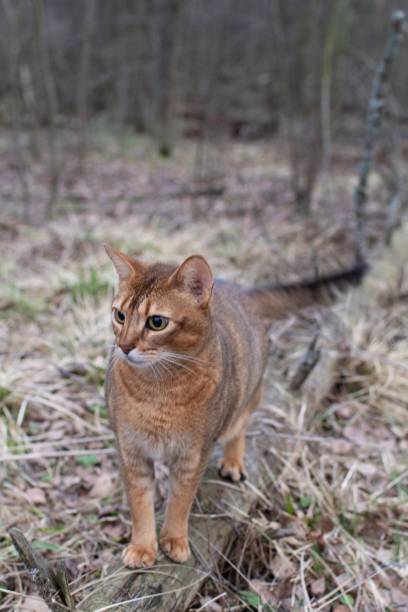 istock Best friend Abyssinian cat 1213078093
