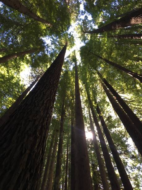 istock Redwood Forrest - Otway Ranges, Victoria 1213079163
