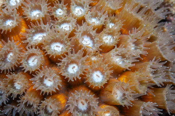 istock Star coral extended at night 1213083912