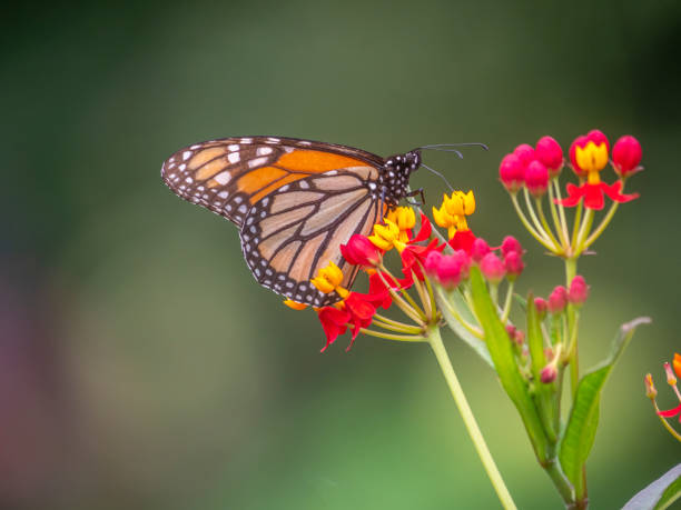 istock monarch butterfly,Danaus plexippus, 1213084217