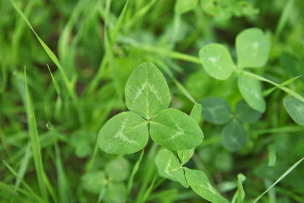 Clover Growing On The Ground Macrophotography