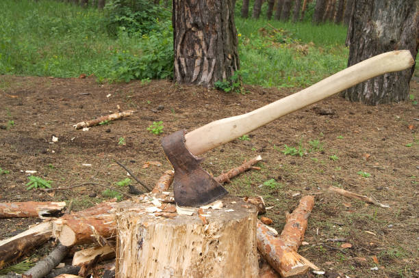 istock Ax in stump on clearing in pinewood 1213087103
