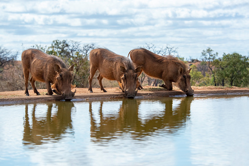 3 common warthogs (phacochoerus africanus) at a watering hole from a hide at Mhondoro Safari Lodge in Welgevonden Game Reserve, Limpopo Province, South Africa.