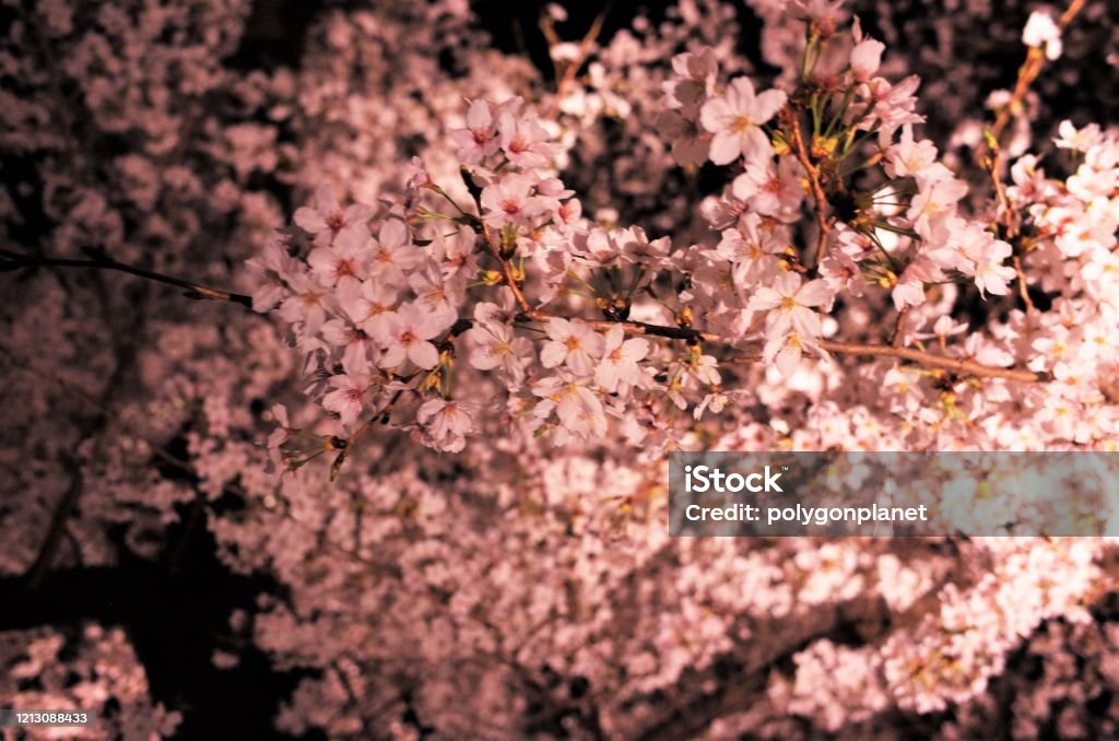 Hermosa Iluminación Flores De Cerezo De La Noche Que Brillan En Un Color Rosa Primavera Japonesa En Tomioka Silk Mill Gunma Foto de stock y más banco de imágenes de Aire libre - Hermosa Iluminación Flores De Cerezo De La Noche Que Brillan En Un Color Rosa Primavera Japonesa En Tomioka Silk Mill Gunma Foto de stock y más banco de imágenes de Aire libre -