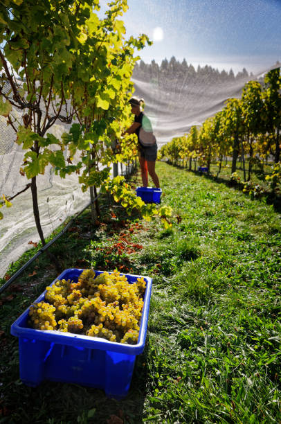 winnica pracownik winogron zbieranie, marlborough, nowa zelandia. - marlborough region zdjęcia i obrazy z banku zdjęć