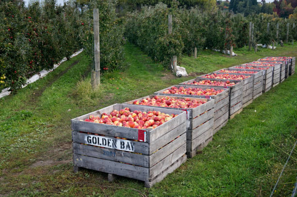 Wooden apple bins full of red rosy freshly picked apples. Motueka, Tasman/New Zealand - April 22, 2015: Golden Bay Fruit wooden apple bins full of red rosy freshly picked apples. motueka stock pictures, royalty-free photos & images