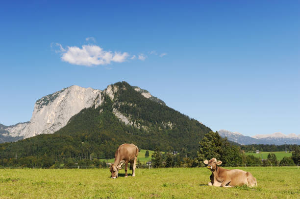 istock Austria Milk Cows Salzkammergut Summertime 121309165