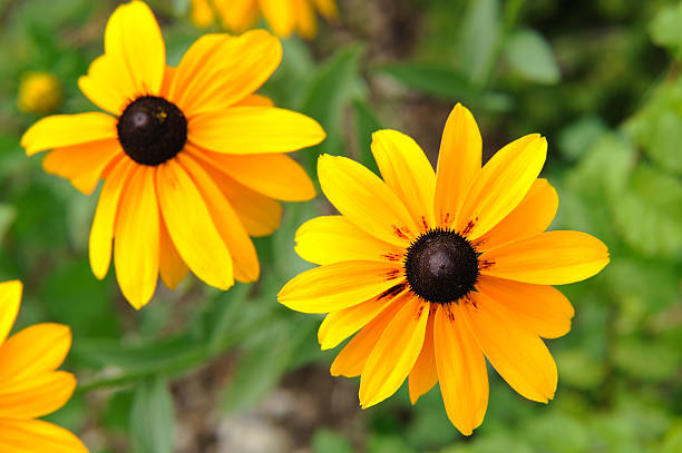 istock Wild Yellow Daisy Flower Close-Up Topview 121309234