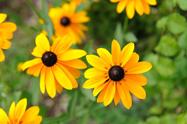 istock Some Wild Yellow Daisy Flower Topview 121309237