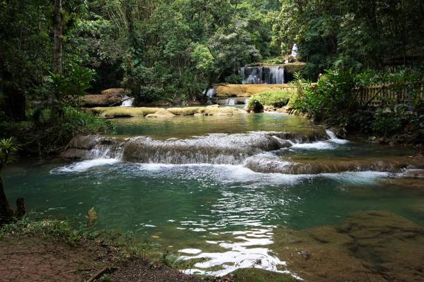 ys トロピカル フォールズ - tropical rainforest jamaica tropical climate rainforest ストックフォトと画像