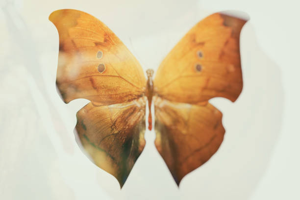 istock tropical orange butterfly. isolated on white background 1213092826