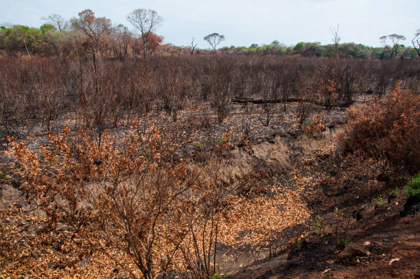 istock burnt land in central Brazil, cerrado 1213092995