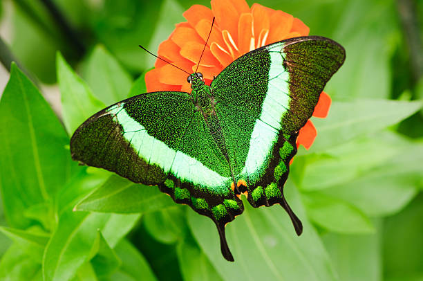 Emerald Swallowtail (Papilio palinurus)  papilio palinurus stock pictures, royalty-free photos & images