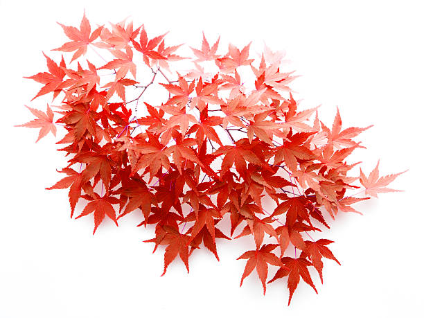 istock Autumn leaves of japanese maple 121309505