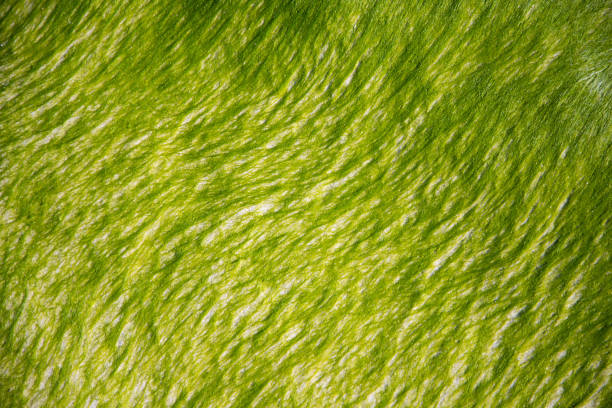 textura e textura de algas verdes.  padrão de planta verde na areia. - algae slimy green water - fotografias e filmes do acervo