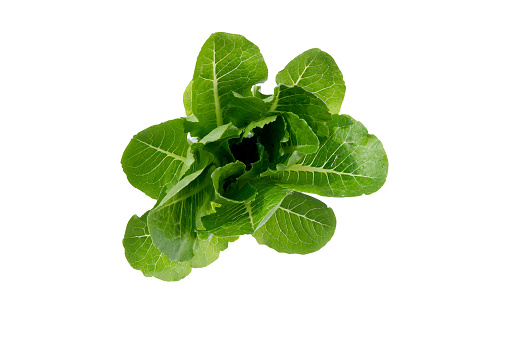 Fresh green cos lettuce or romaine lettuce vegetable for salad with nutrient for health isolated on white background, dietary and agriculture and harvest for nutrition, healthy food concept.