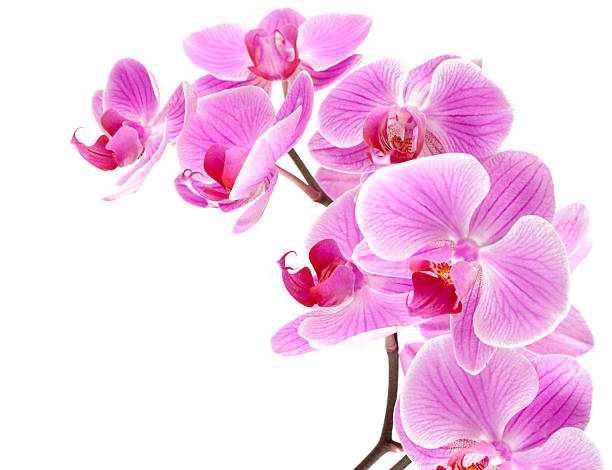 istock orchid flowers on branch 121309573
