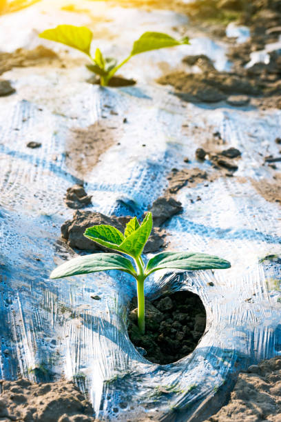 istock Cucurbita pepo L squash sapling in the agriculture field 1213099062