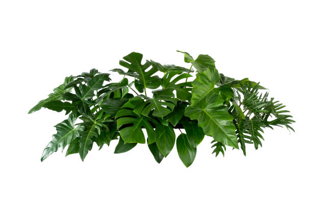 istock green leaves for background and wallpaper 1213099136
