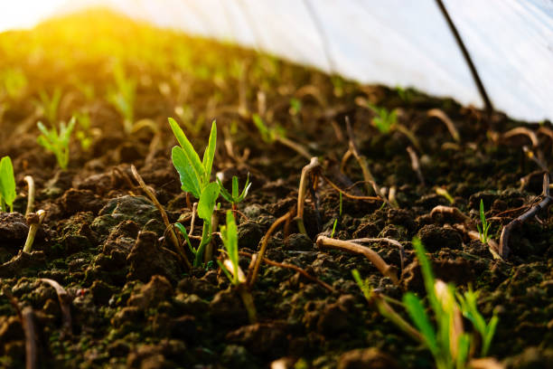 istock water spinach field sapling in green house in spring 1213099234