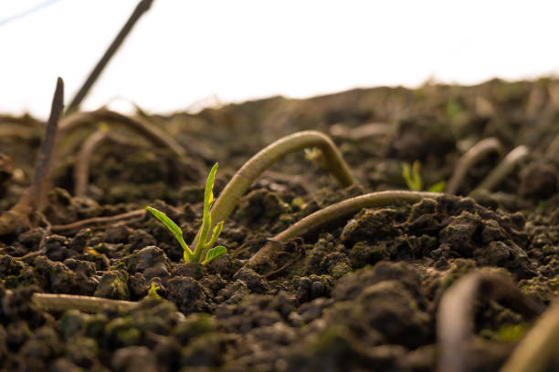 water spinach is a popular summer vegetable in China