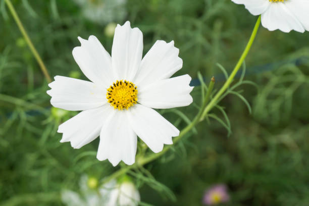istock Cosmos flower (Cosmos Bipinnatus) with blurred background 1213103635