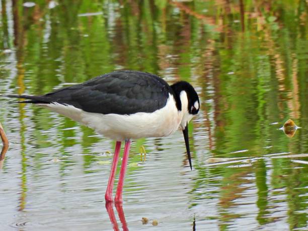 istock Black-necked Stilt (Himantopus mexicanus) looking into the water 1213107117