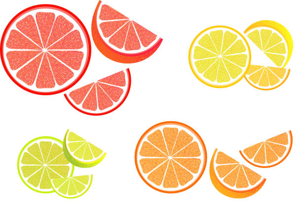 Citrus Fruit Slices  grapefruit stock illustrations